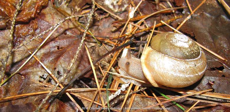 Snail on leaves and pine needles