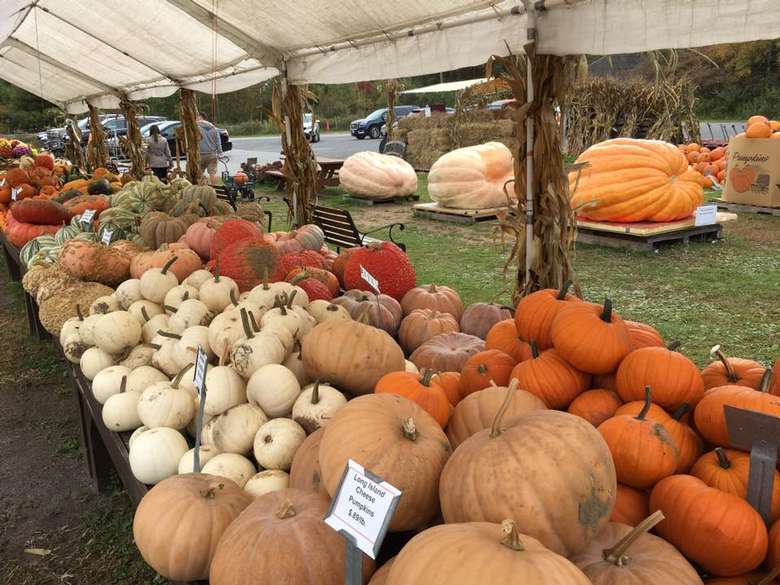 different types and colors of pumpkins under a white tent