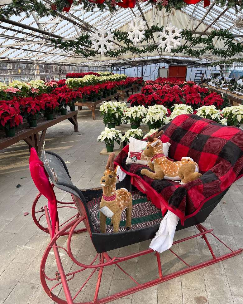 sleigh and holiday plants in a greenhouse