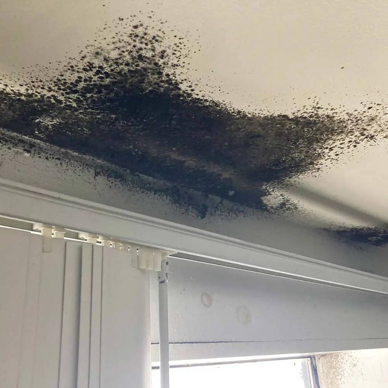 mold in ceiling