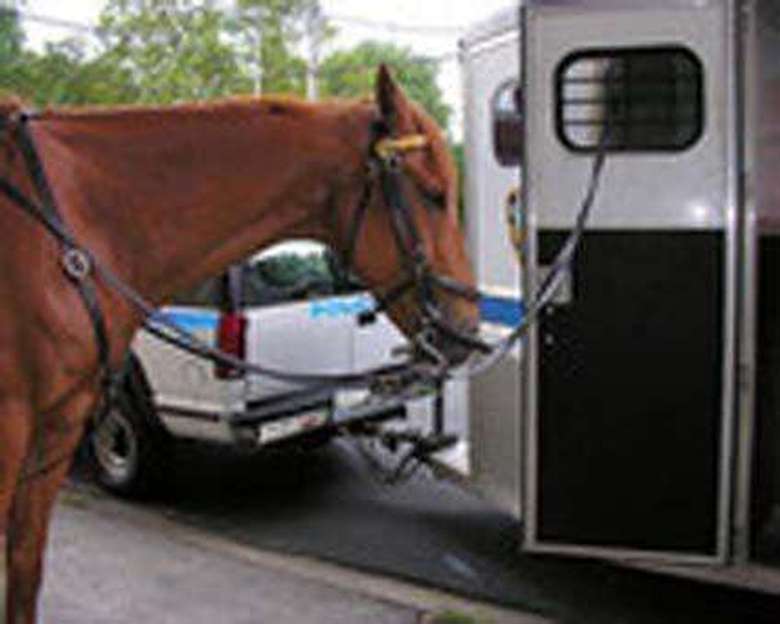 Horse Tied to trailer