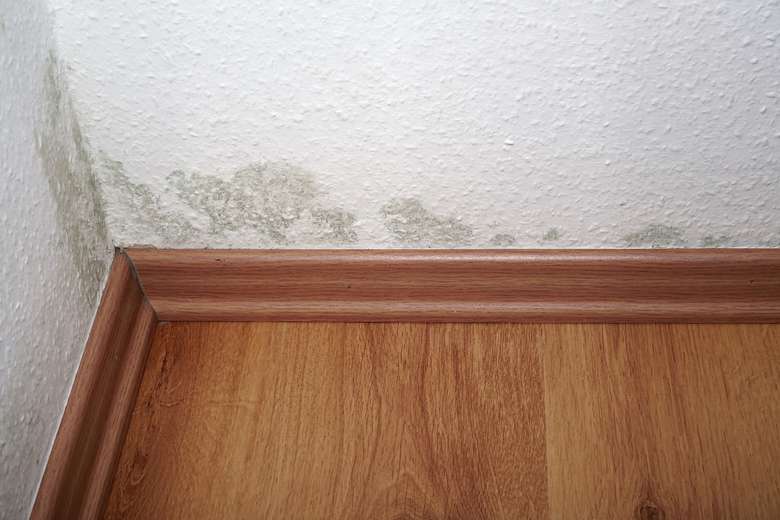 sections of damp mold near the corner of a white wall and wooden floor