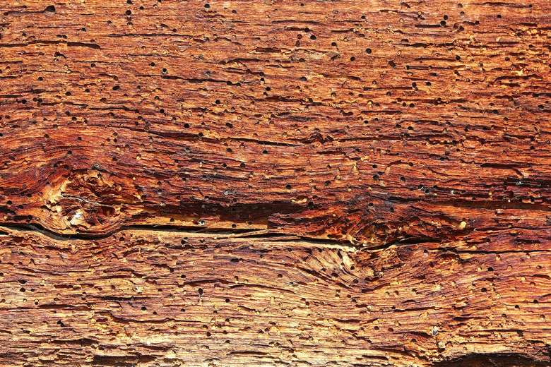 termite holes in a piece of wood