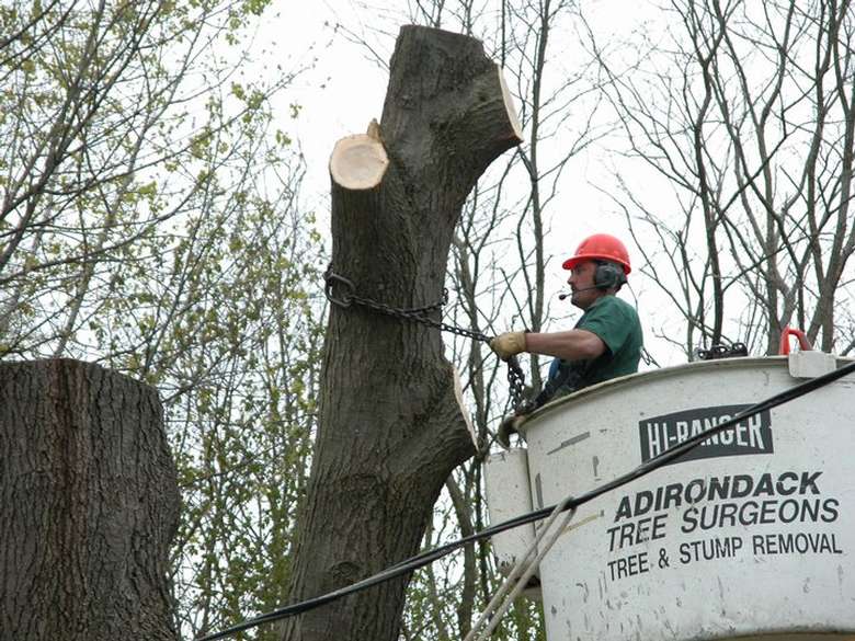tree removal expert wrapping a chain around a tree