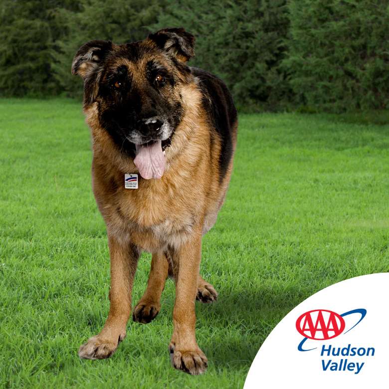 Image of a dog outside in his backyard wearing a Triple A Pet Identification Tag
