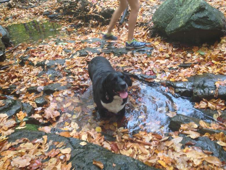 black dog standing in a stream on a hiking trail in the fall