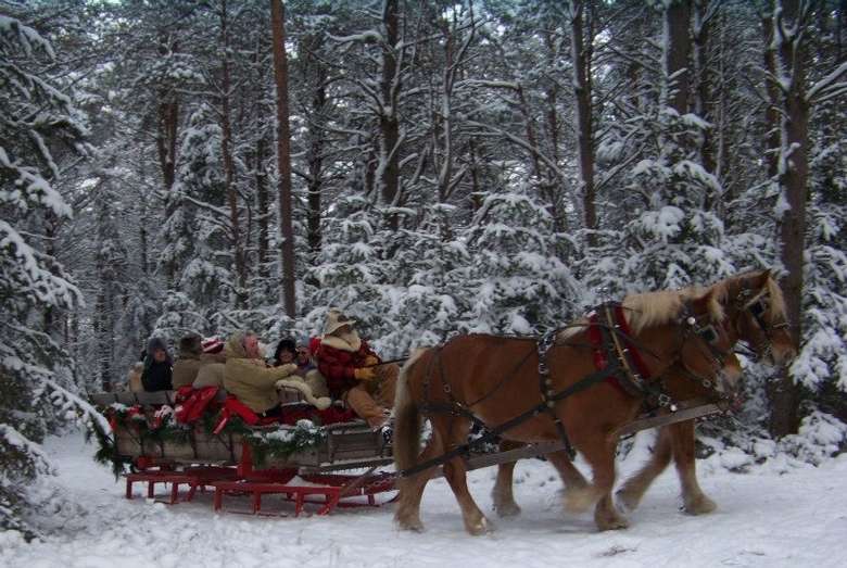 horses pulling a sleigh with people in a snowy part of the forest