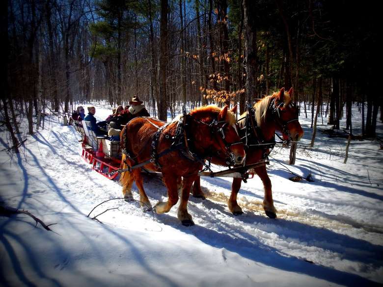 a horse-drawn sleigh ride through snowy woods