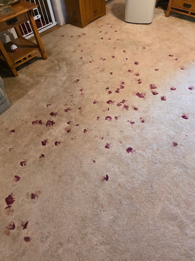 blood stains on carpet