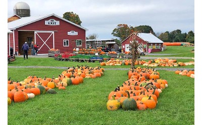 pumpkins by farm buildings