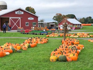 pumpkins by farm buildings