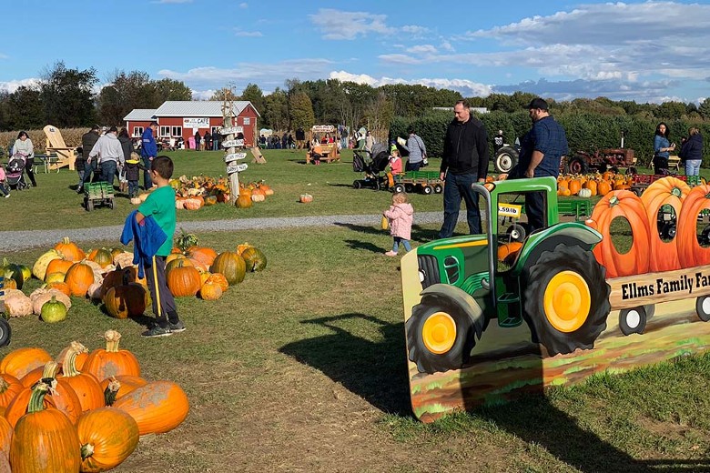 people standing near pumpkins and attractions