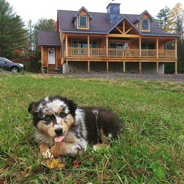 a calico-looking dog sitting in the grass in front of a house with a beautiful porch and side door
