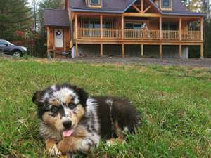 a calico-looking dog sitting in the grass in front of a house with a beautiful porch and side door