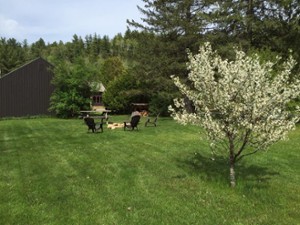 adirondack chairs on a green lawn with a flowered tree in the foreground