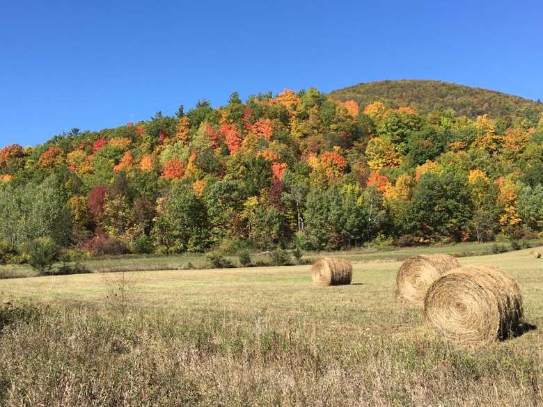 bales of hay in a field in the fall