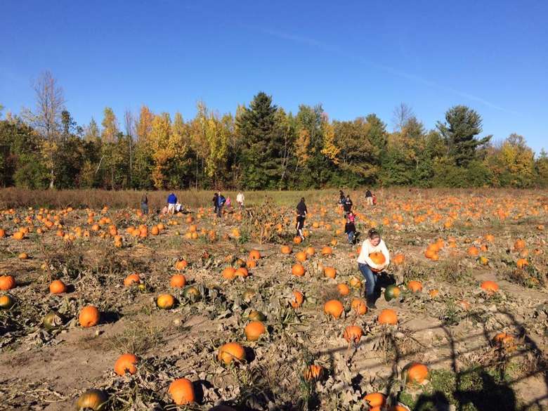 people picking pumpkins at a large pumpkin patch
