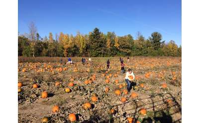 people picking pumpkins at a large pumpkin patch