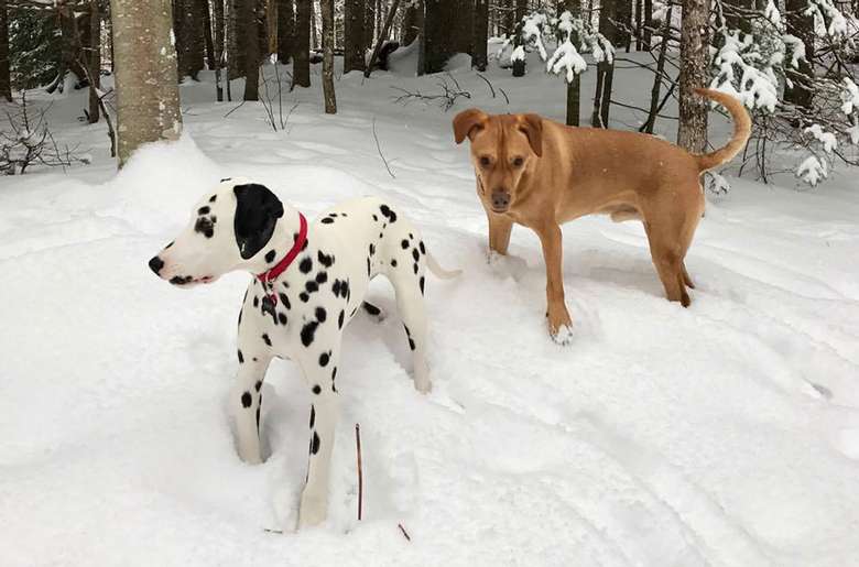 a Dalmatian and a brown dog play in the snow