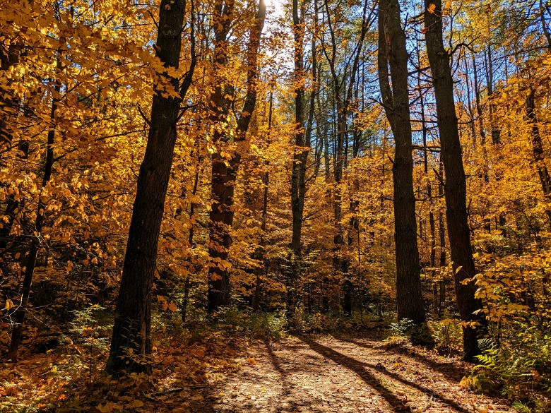 fall foliage