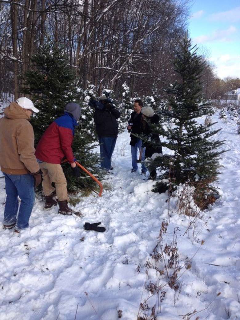 a small group working on cutting down a christmas tree