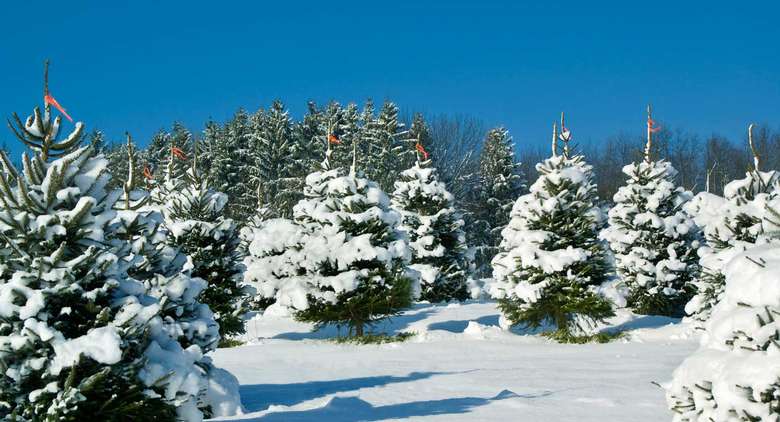 a large farm of christmas trees with snow on them