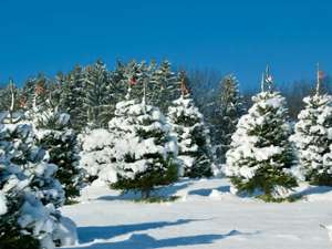 a large farm of christmas trees with snow on them
