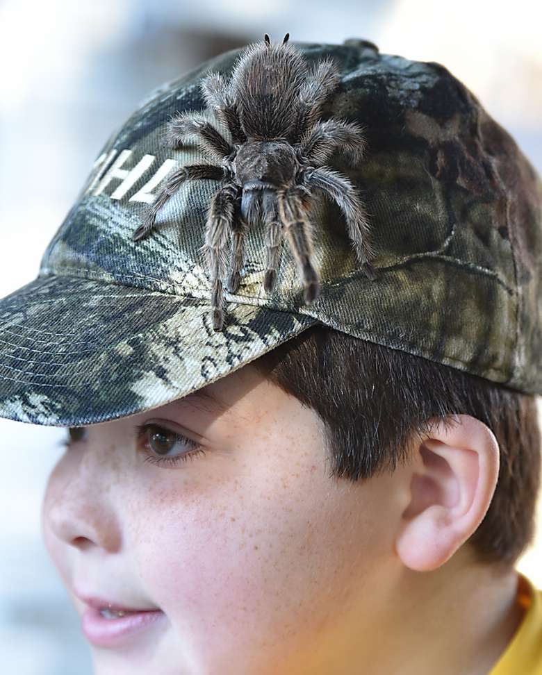 little boy with tarantula on his hat