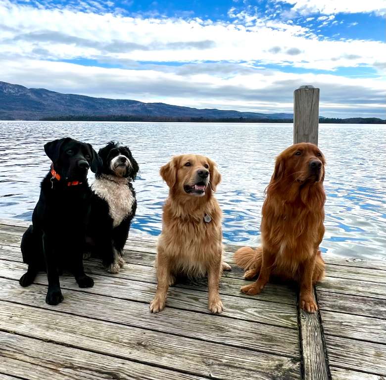 4 dogs on dock in front of the water