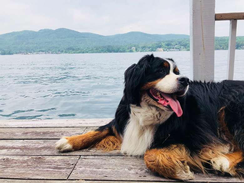 dog on dock in front of the water