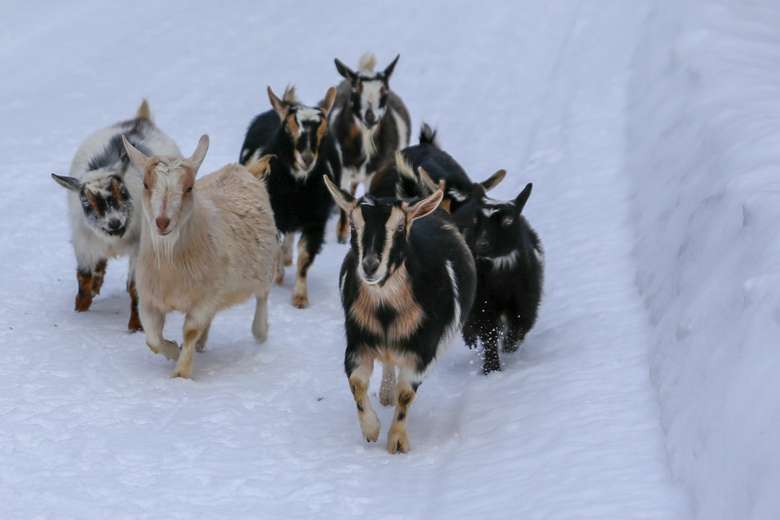 goats in the snow
