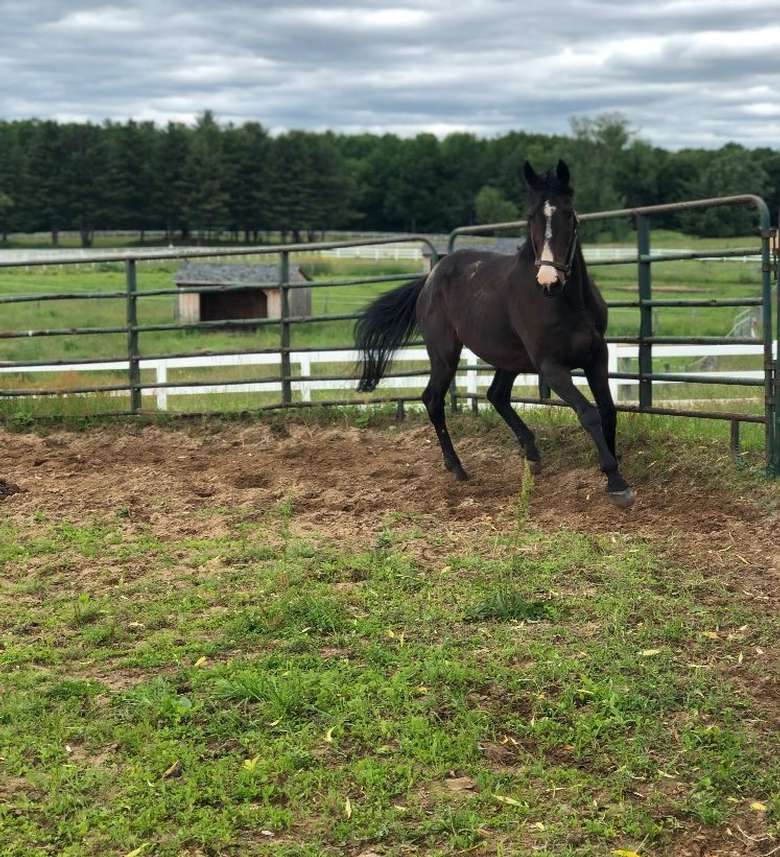 a horse galloping in a fenced in area