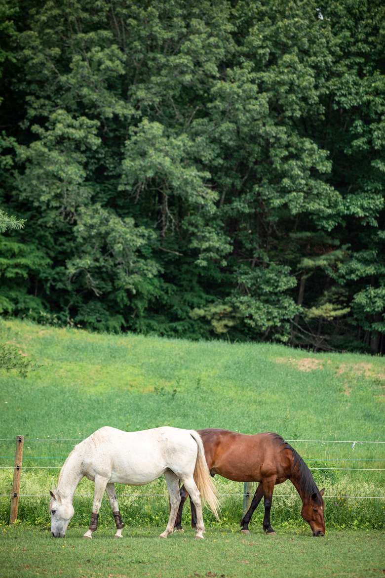 Therapeutic Horses of Saratoga, Inc. (4)