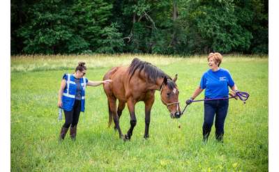 Therapeutic Horses of Saratoga, Inc.