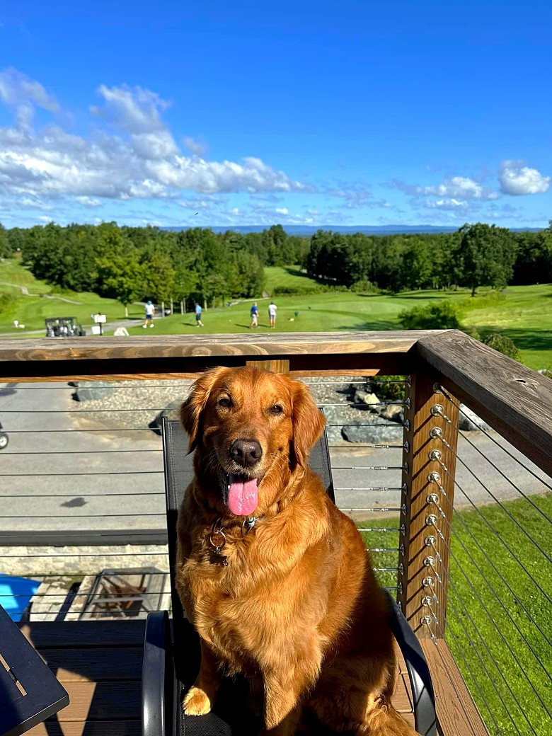 a dog on a deck
