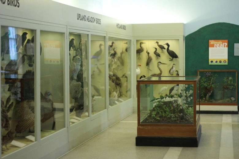 display cases of birds