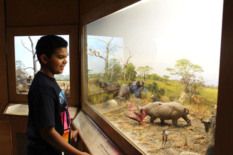 A pre-teen views a diorama featuring rhinoceroses in Animals of the World in Miniature