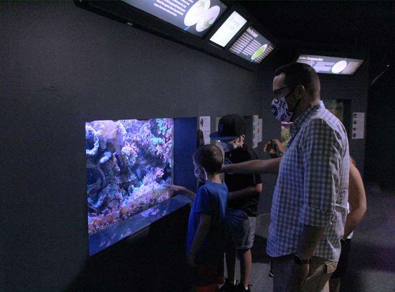A family in face coverings views the coral tank in the Berkshire Museum Aquarium.