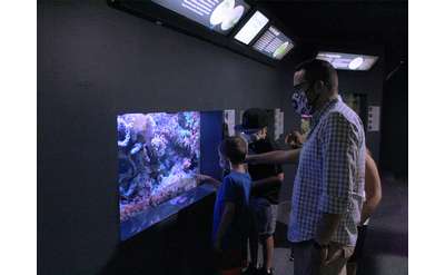 A family in face coverings views the coral tank in the Berkshire Museum Aquarium.