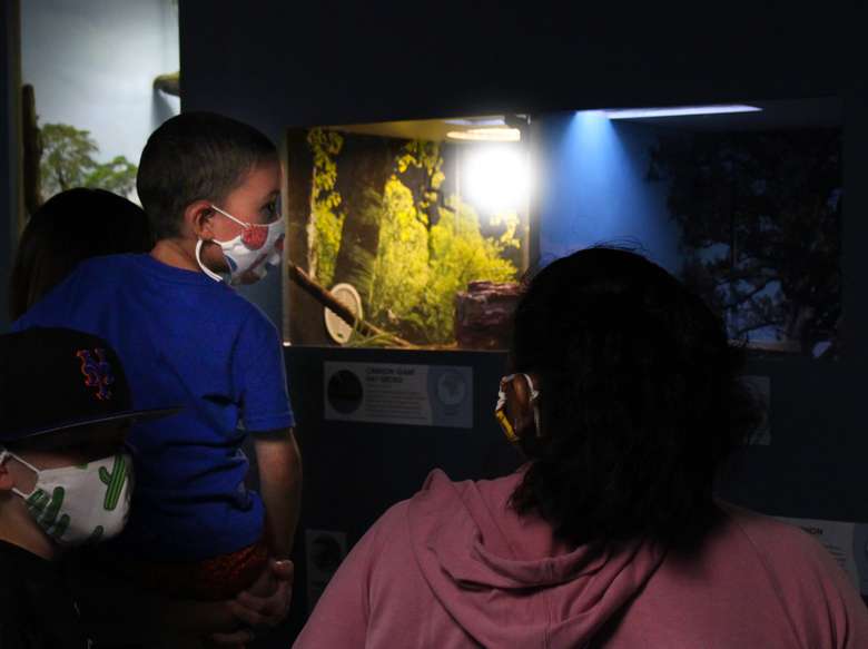 A family examines a lizard in the reptile room of the Berkshire Museum Aquarium.
