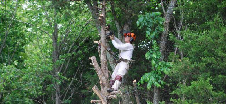 man on tree working on trimming