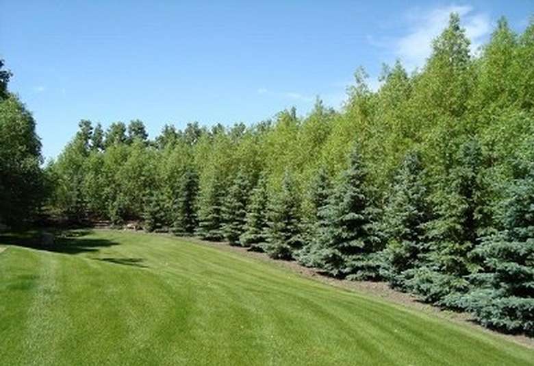 row of trees and clean cut lawn