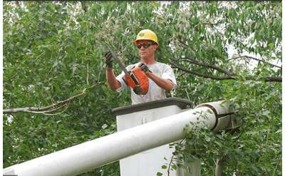 Tree Trimming