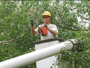 man with small chainsaw working on tree