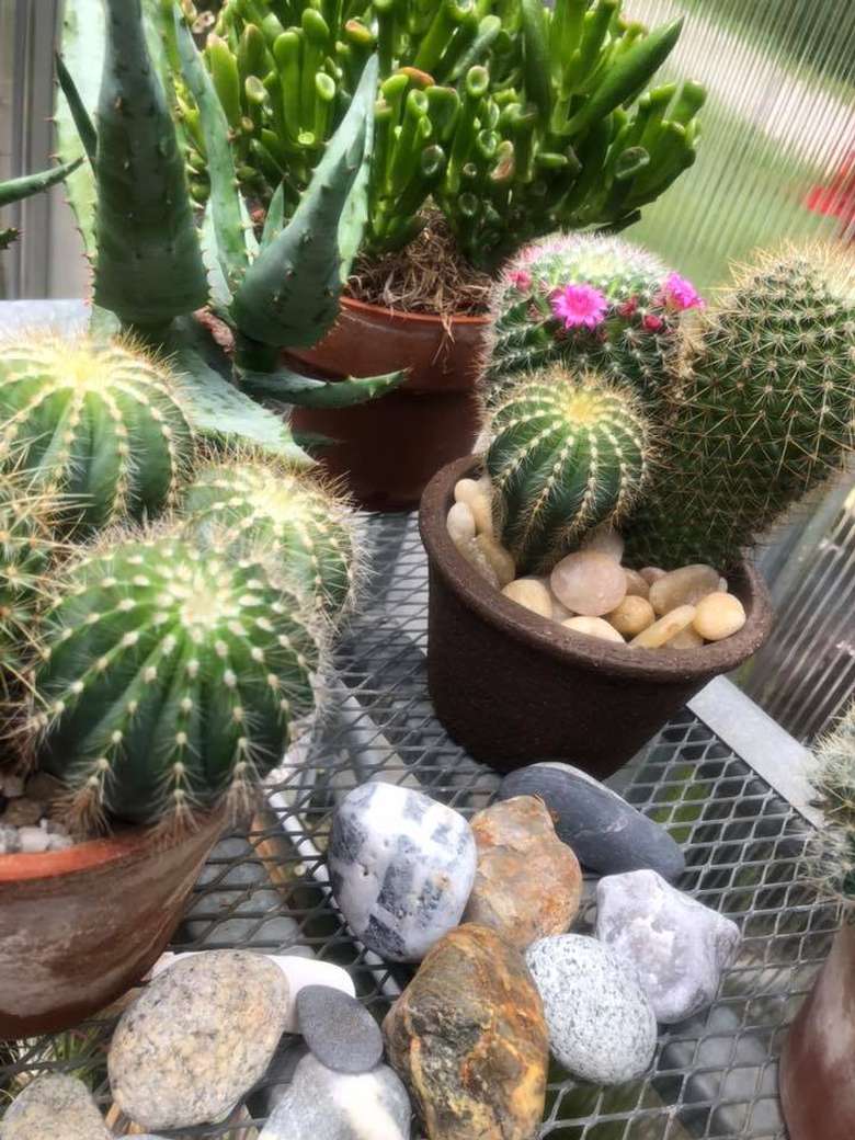 cactus houseplants