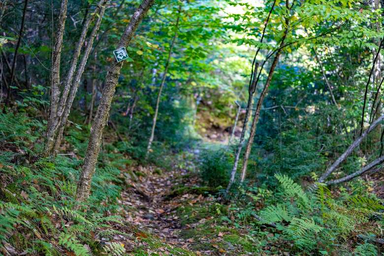 trail through woods
