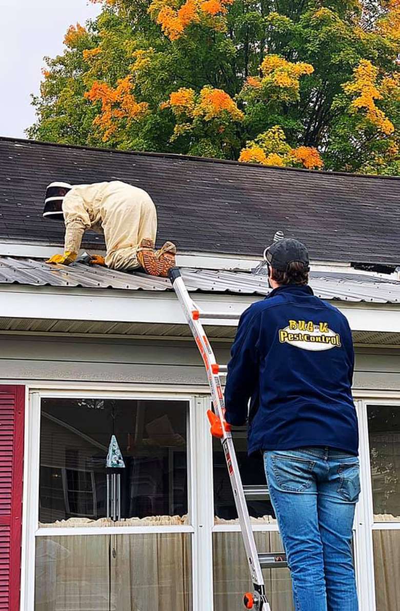 pest control worker on a roof with another man standing nearby on a ladder