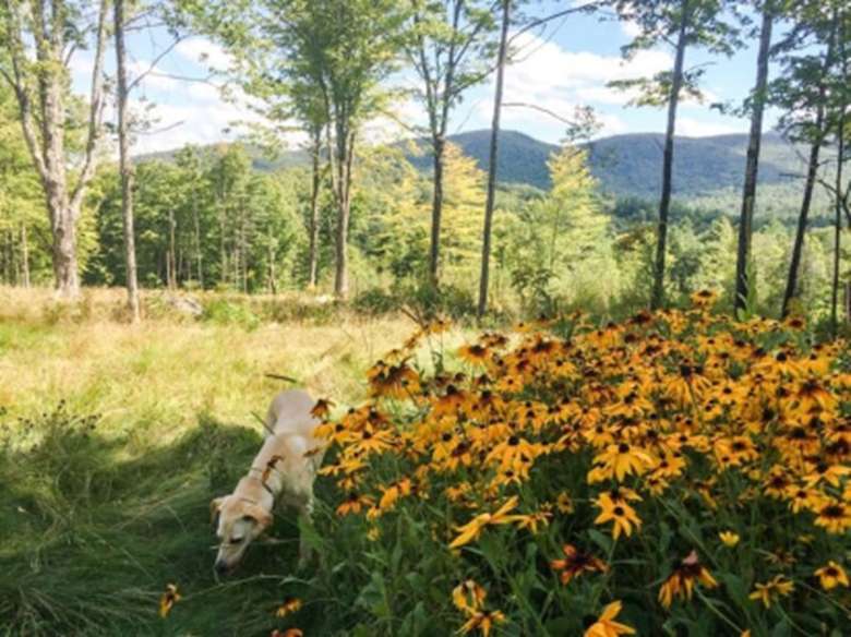 yellow wildflowers and a dog