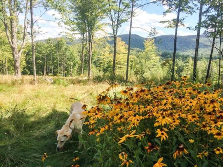 a dog walking by some yellow wildflowers