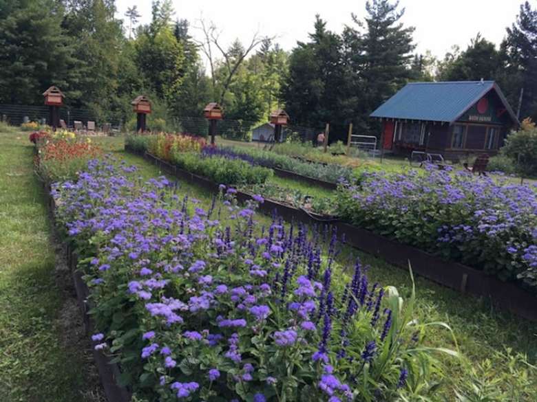flower garden and a nearby shed
